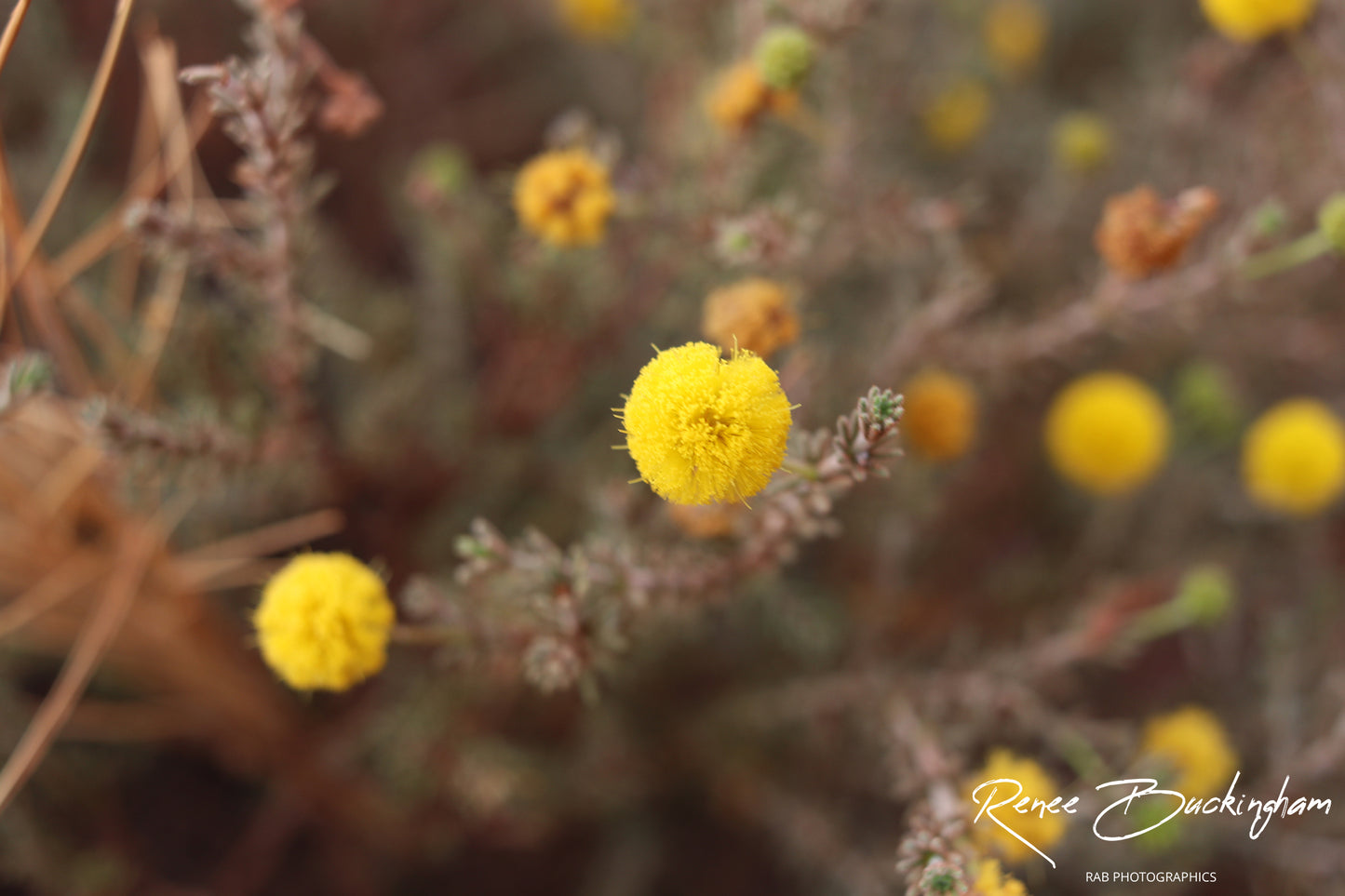 Bungle Bungle Western Australia