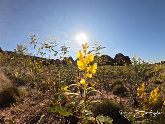 Bungle Bungle Western Australia